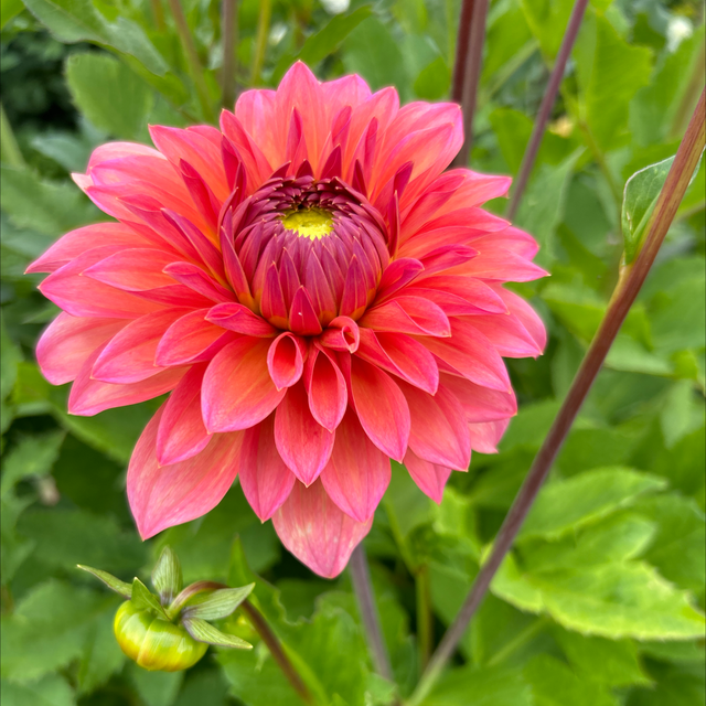 Hillcrest Kismet 224