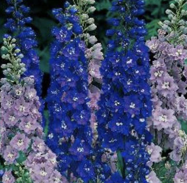 Delphinium Avalon