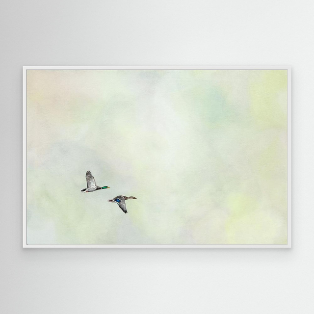 Together Again - (Mallard Ducks)