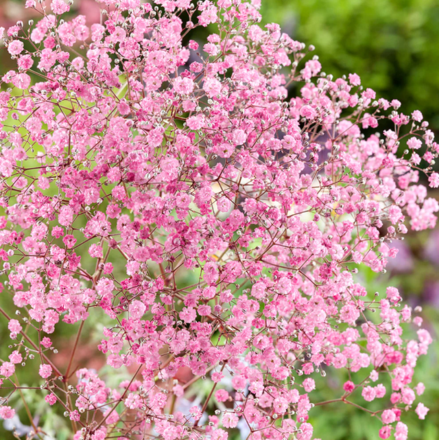 Gypsophila Rose