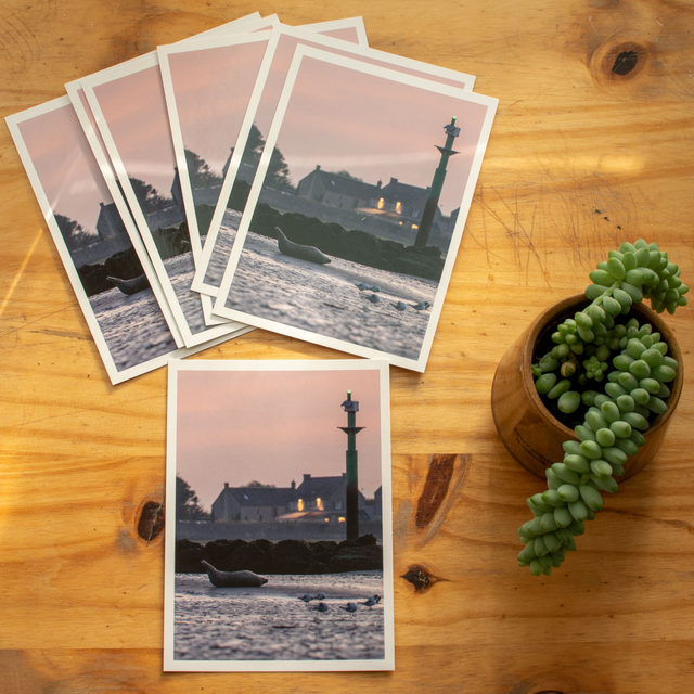 Carte postale &quot;Phoque&quot;