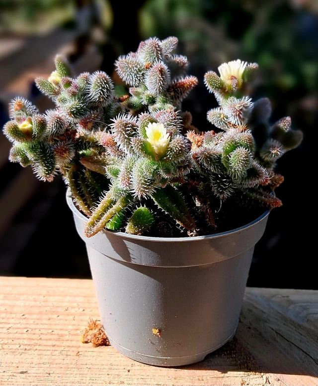 D06 . Delosperma echinatum