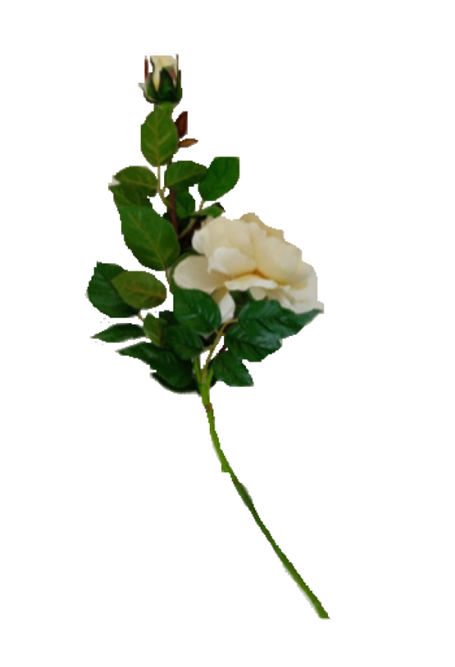 Rose in Weis  