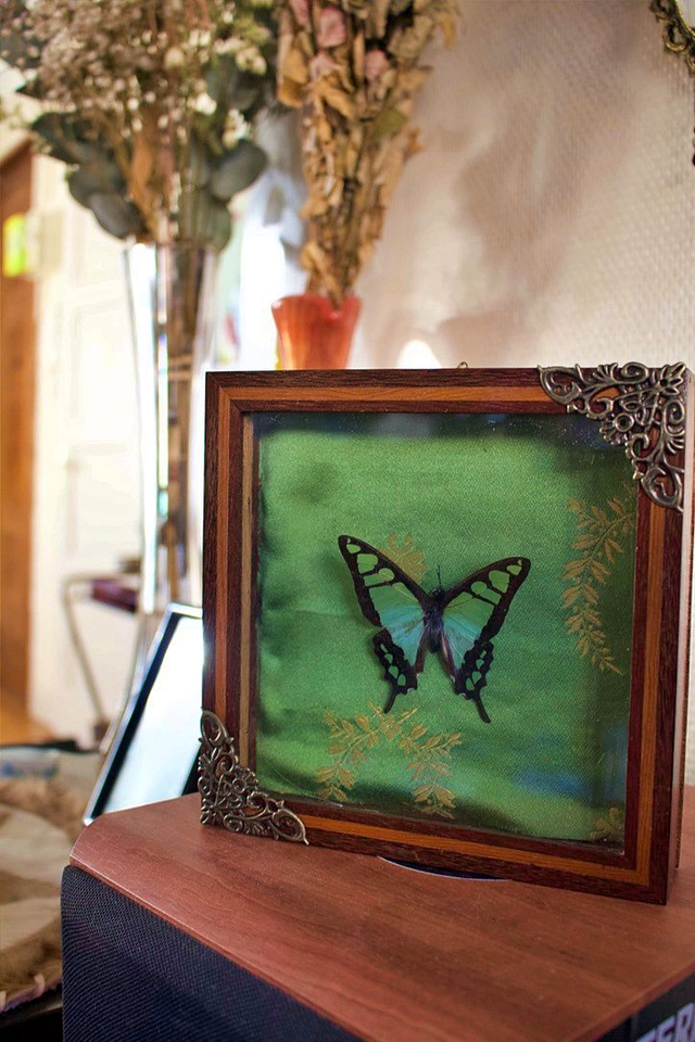 Graphium cloanthus cloanthus