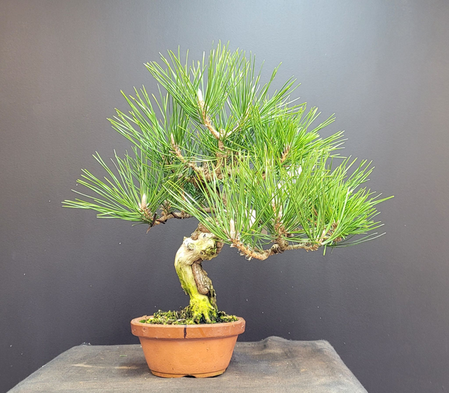 (143) pin noir japonais