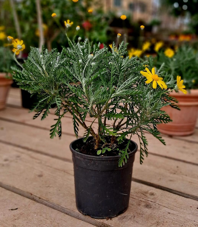 P47 . Euryops vaso 18