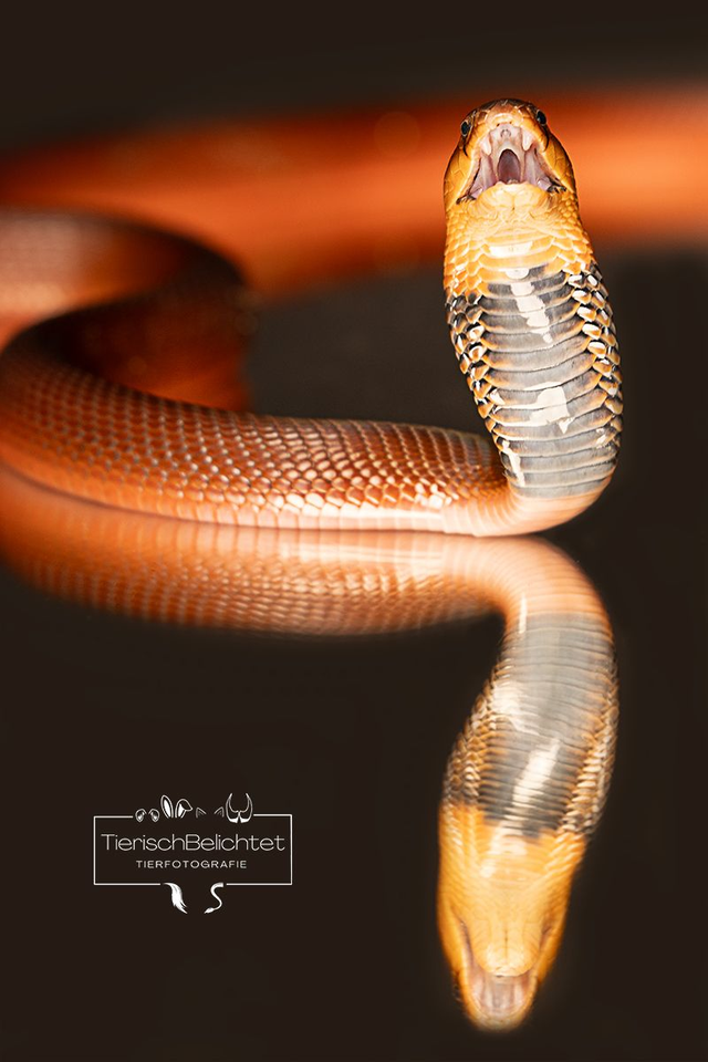 Speikobra - Hochformat 