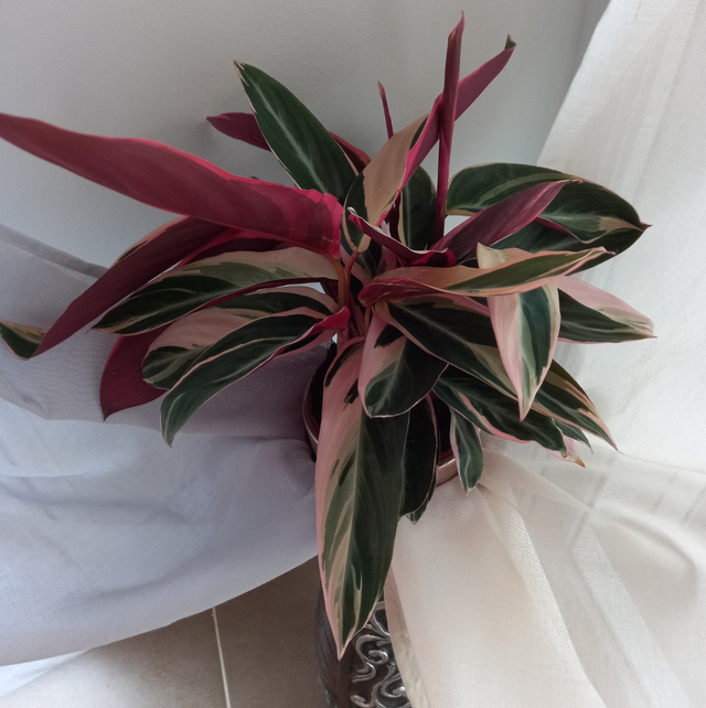 Plante paon (Calathea)
