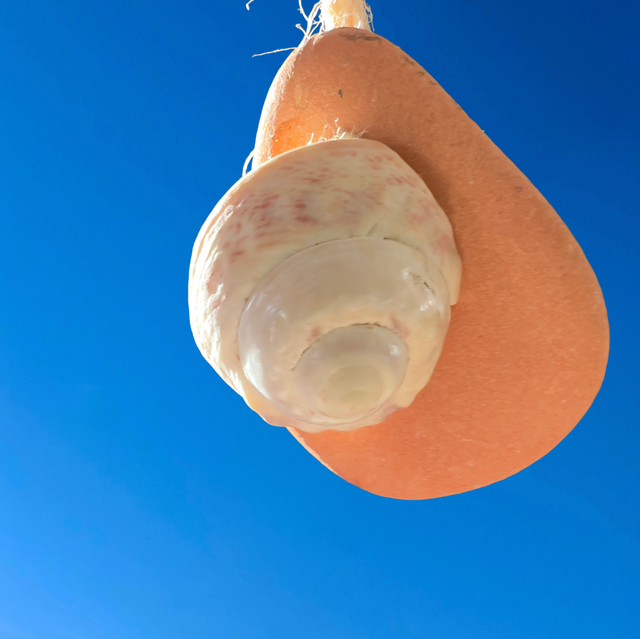 Mobile côtier 1 guirlande de 20 patelles et 1 drôle de bois flotté