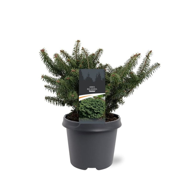 H01 . Abies balsamea 'Nana'