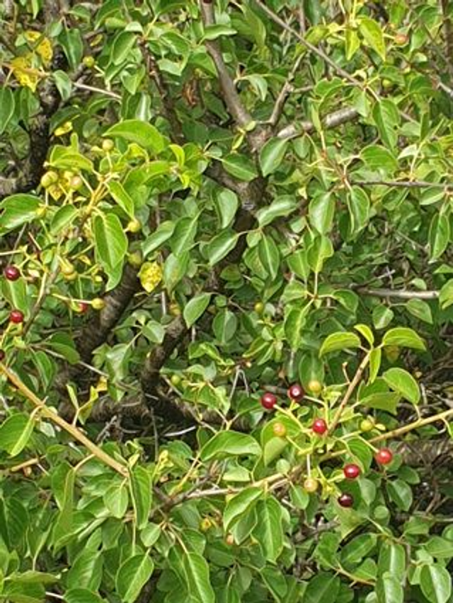 Cerisier de Sainte Lucie (Prunus mahaleb) - Végétal local