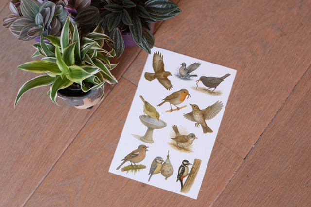 Stickervel Vogels - "Tuinvrienden" - Rozeka