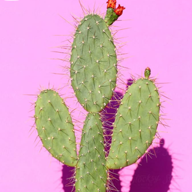 Cactus Opuntia (store collection only at checkout)