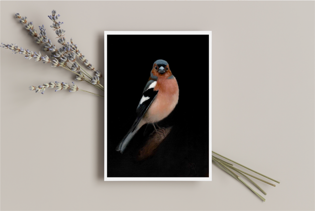 Portrait of a Chaffinch 