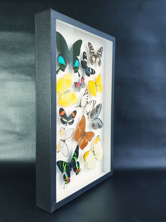 Collection de papillons du monde