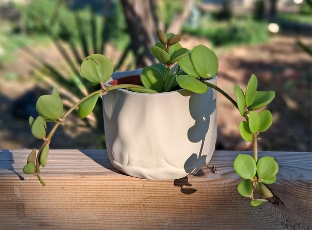 C140 . Peperomia 'Hope' in vaso Panna