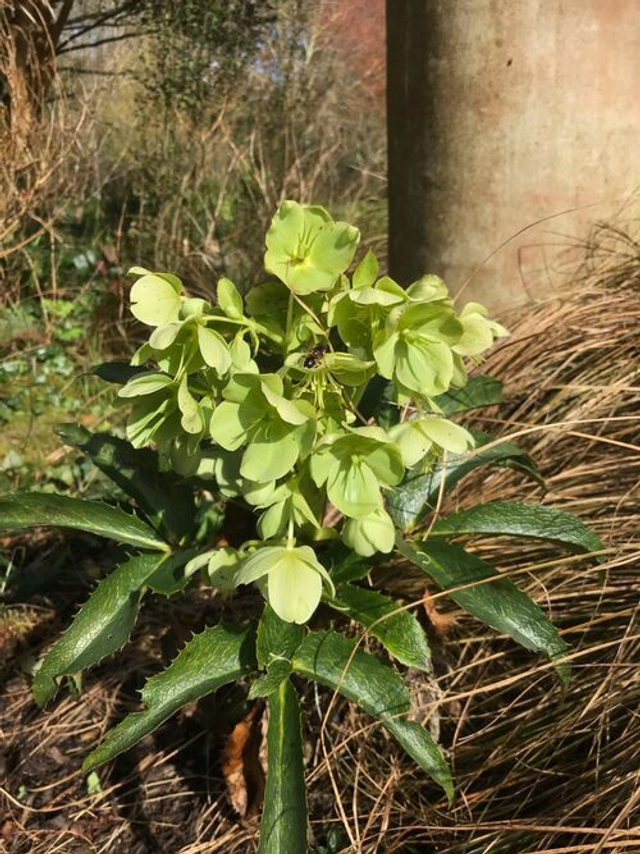 Helleborus argutifolius &#039;Green Dwarf&#039; P9 (0.5l) 