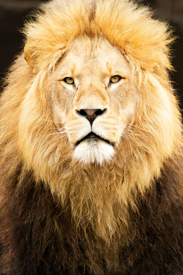 Male Lion’s Extreme Close-up