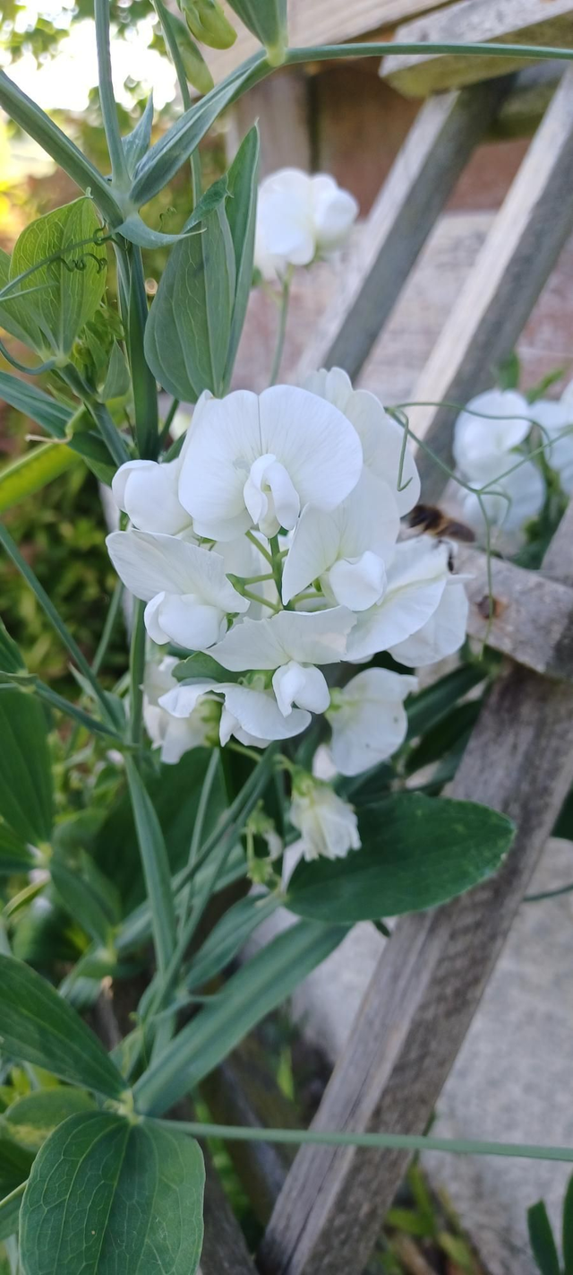 Lathyrus latifolius white