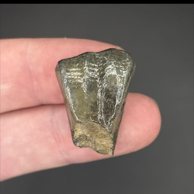 Ouranosaurus Tooth