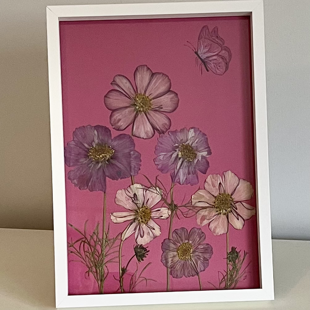 Cosmos and Butterfly 