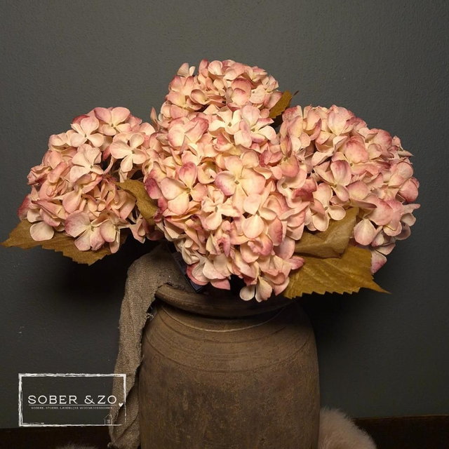 Hortensia tak lichtroze