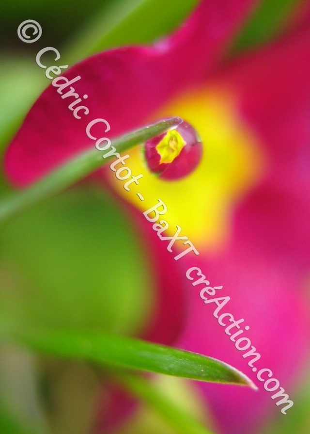 1 - Carte postale - Rosée et gouttes de pluie (Ref 1820)