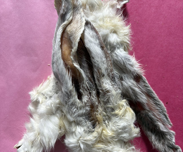 1 Rabbit ear