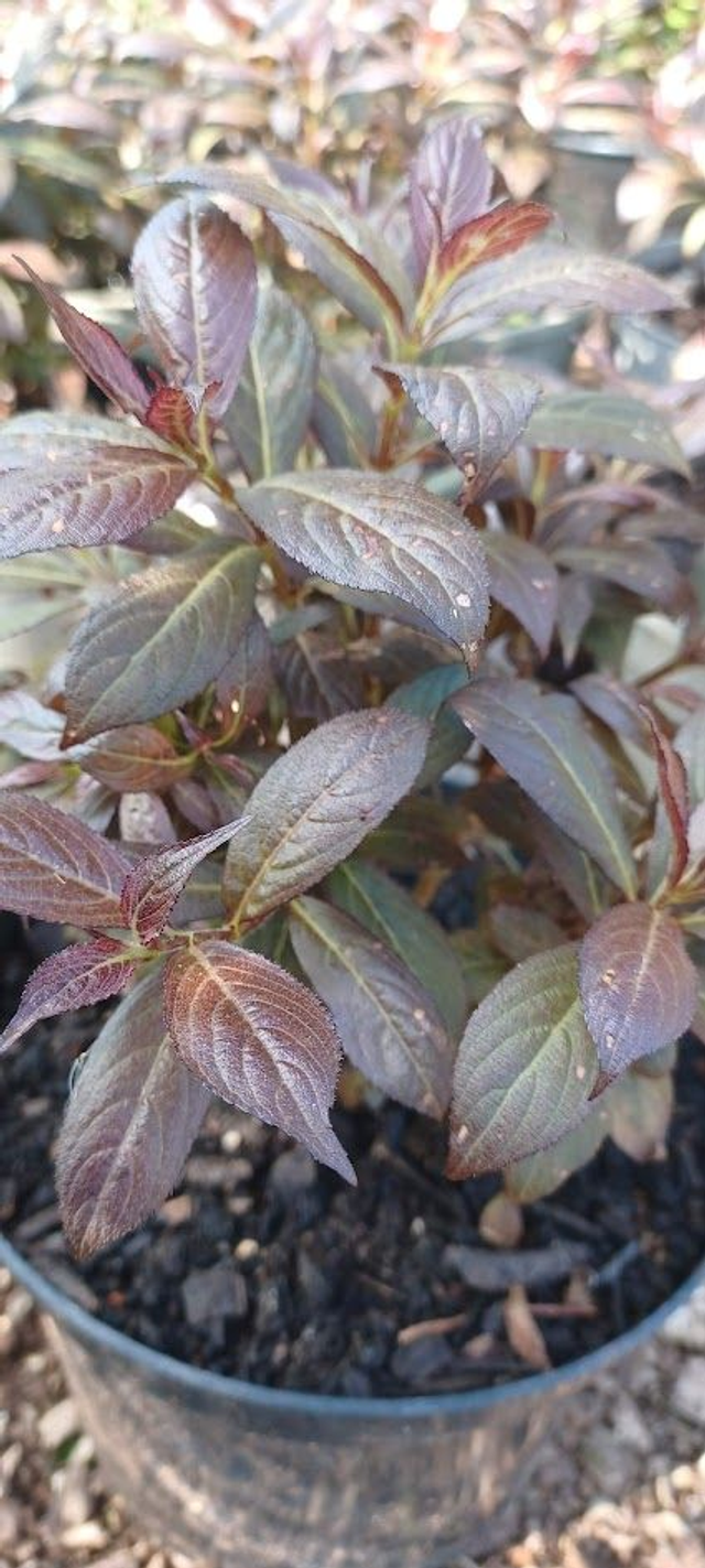 Weigela florida Minor Black