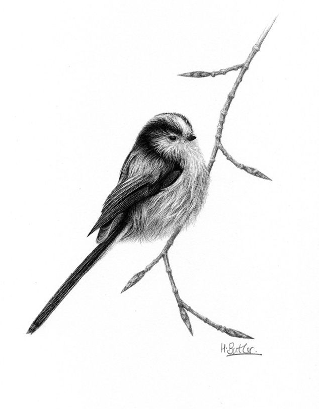 Long-Tailed Tit. Greetings Card