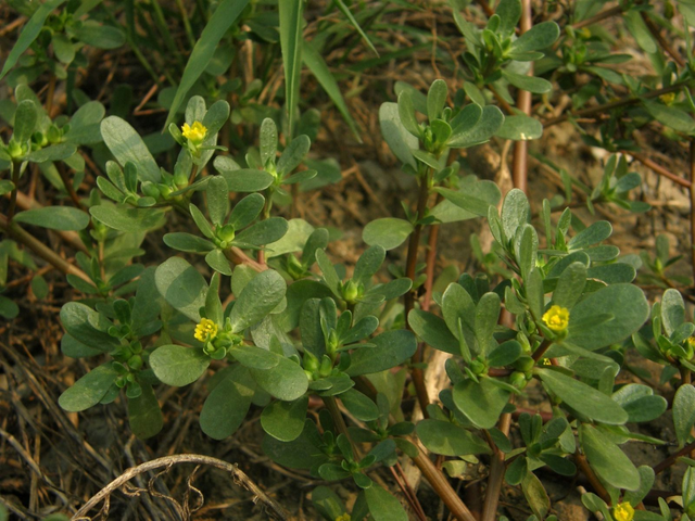 Pourpier potager (Portulaca oleracea)