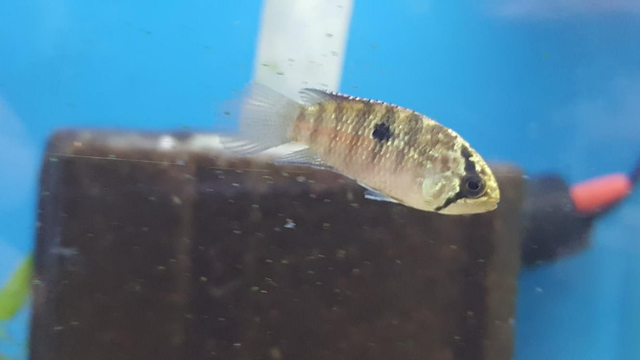 Zebra acara small 