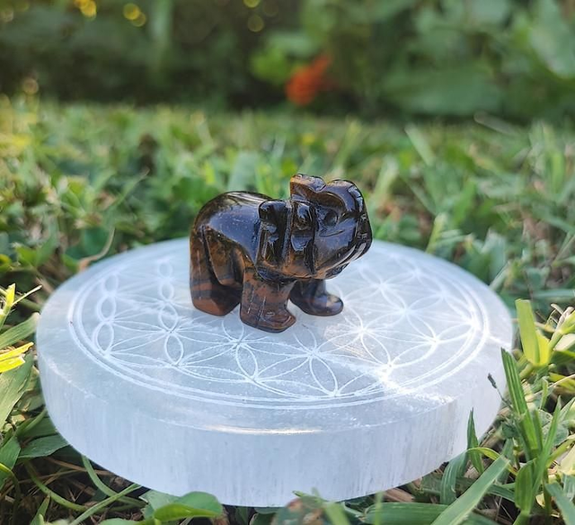 Éléphant Œil de tigre A