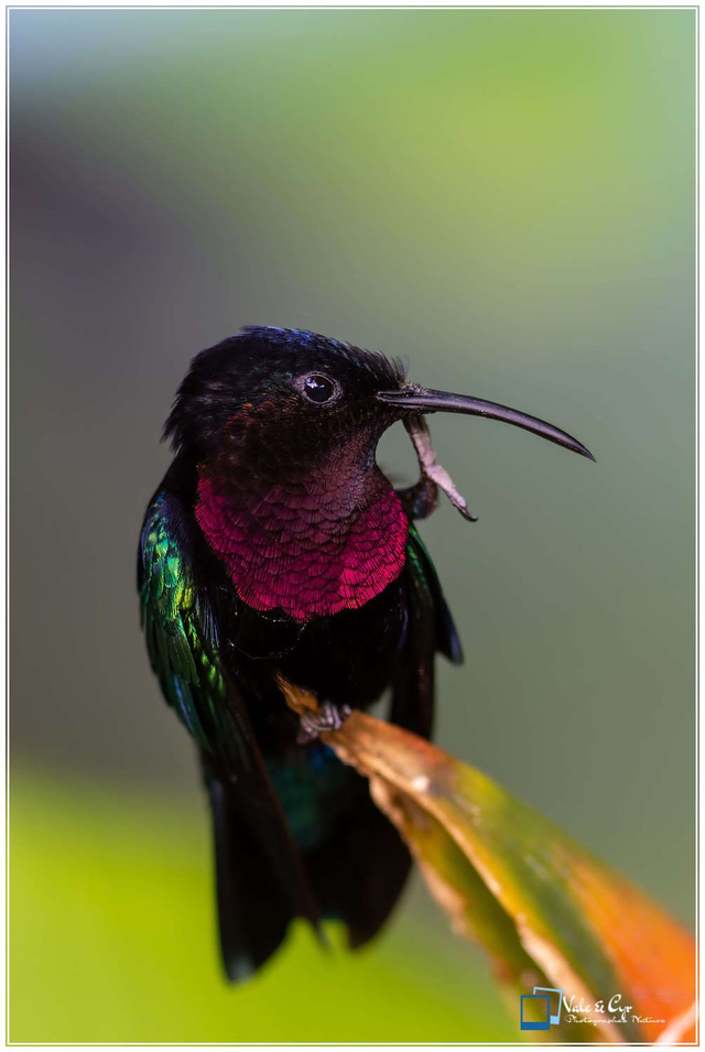 Tirage d'art : Rubis