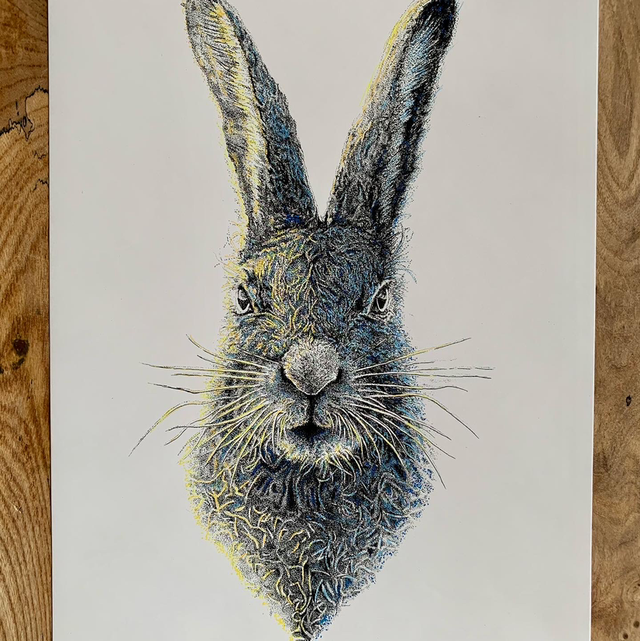 Hare in the headlights colour 