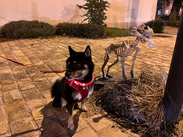 Collier lumineux pour chien rechargeable USB