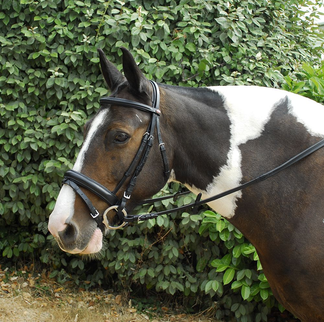 Windsor Leather Comfort Bridle with Crank Flash - Black Cob Size 