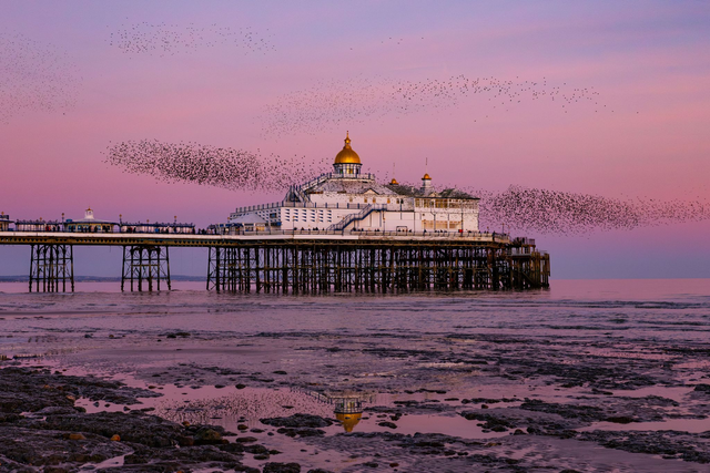 Eastbourne Pier Murmurations - East Sussex | Prints &amp; Mounts | Landscape Photography