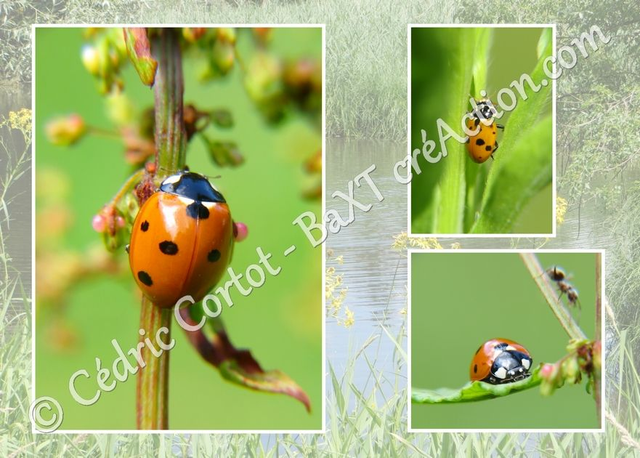 2 - Carte postale - Le petit monde du Vivant (Ref Camping Cuisery 3)