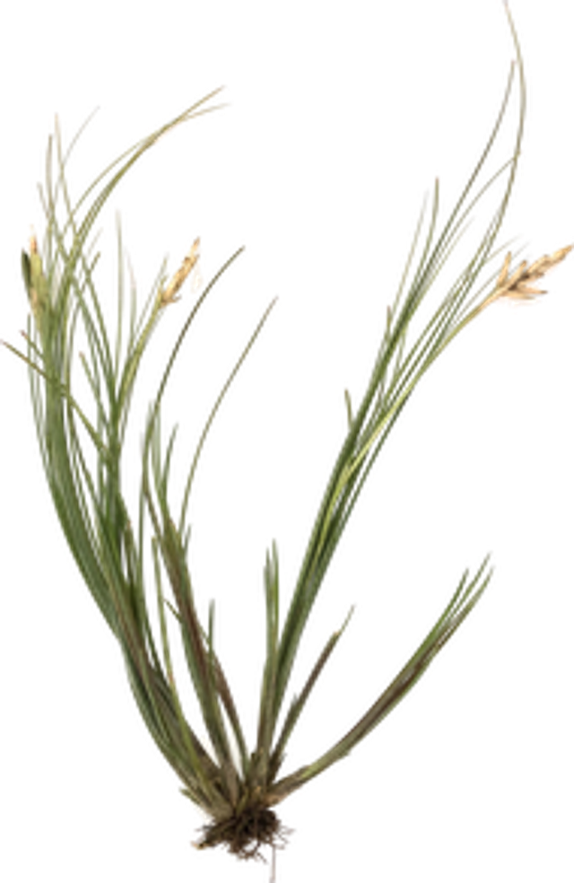 Tillandsia remota