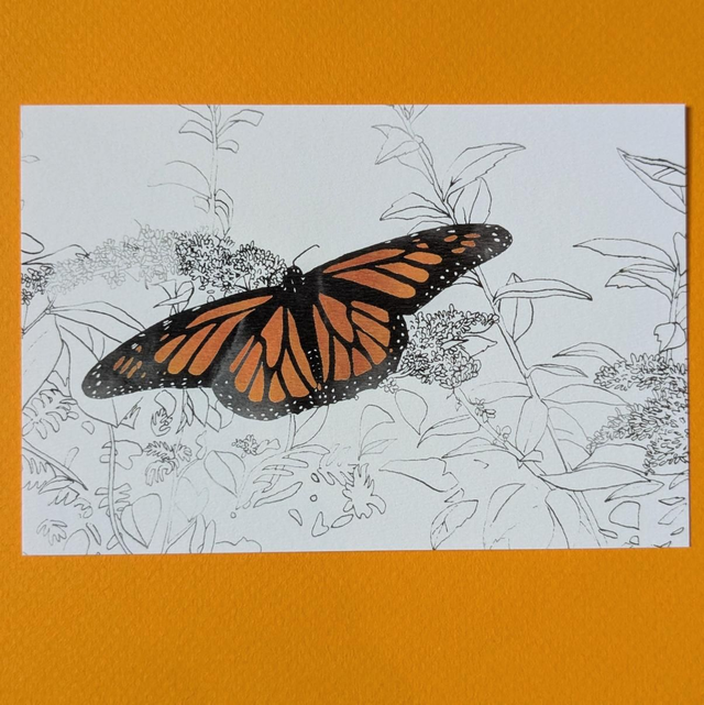 Papillon 