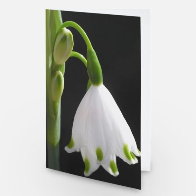 Snowdrop flower greeting card
