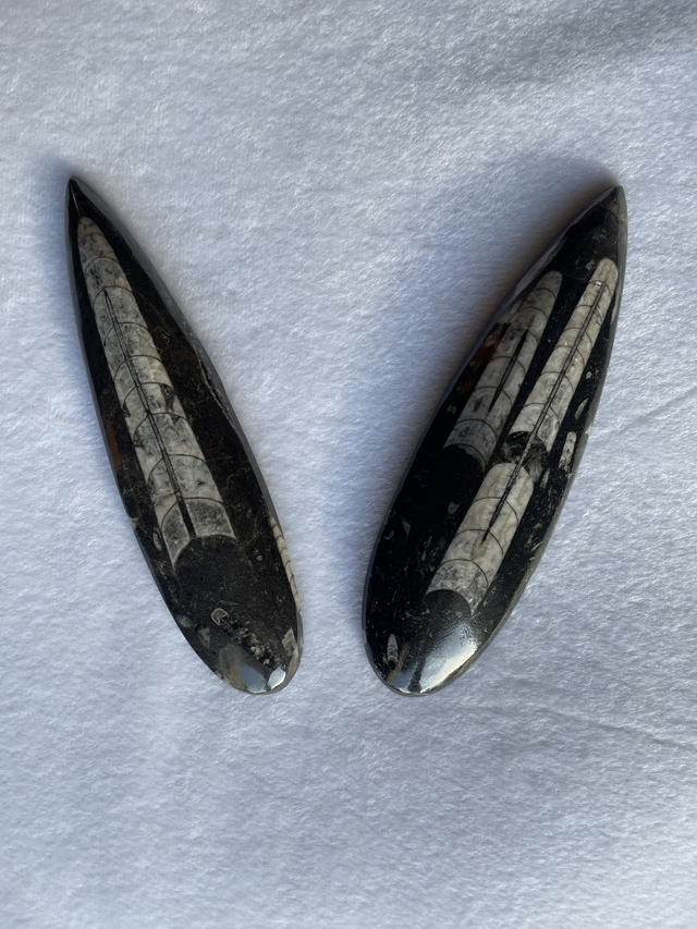 PIERRE PLATE ORTHOCERAS A+ 160 mm