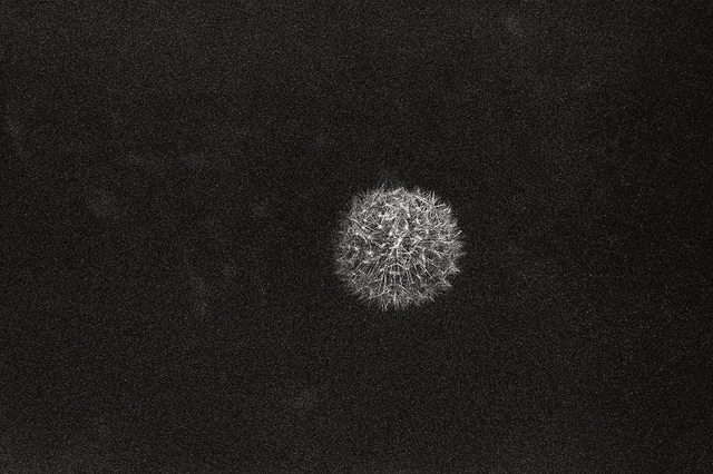 Photo "Pissenlit" sur support rigide 3mm