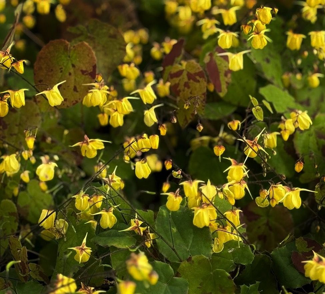 Epimedium 'Sunny and Share' P9