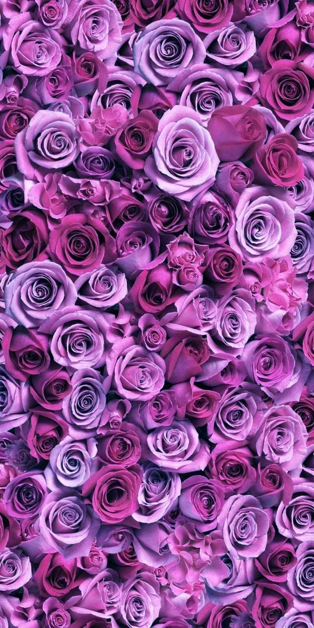 Boucles d'oreilles Roses