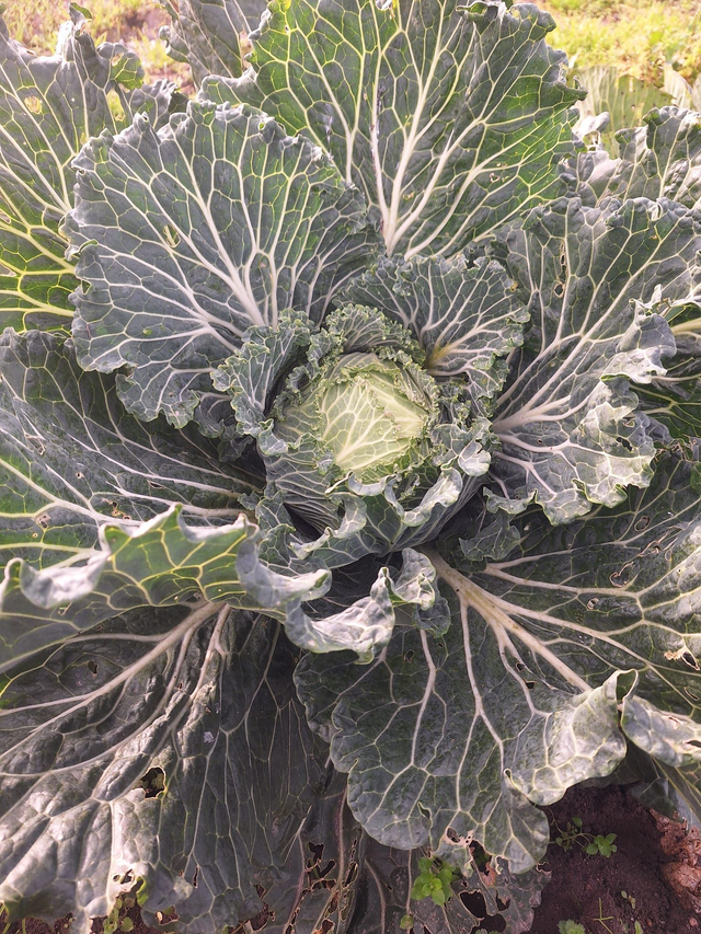 Choux de Lorient Bio