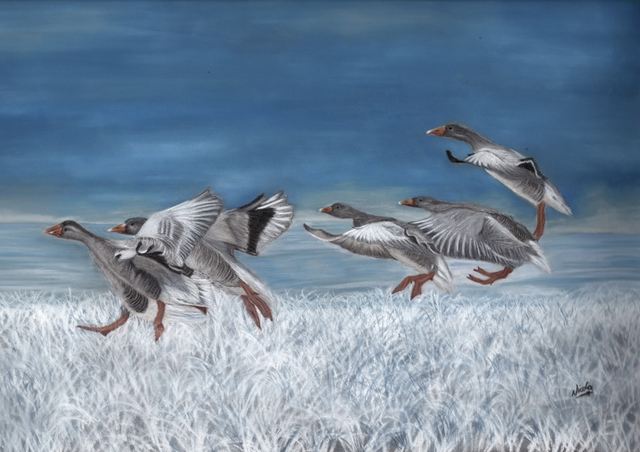 Geese - “The Landing”