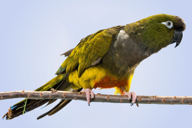 Hand Reared Baby Patagonian Conure 