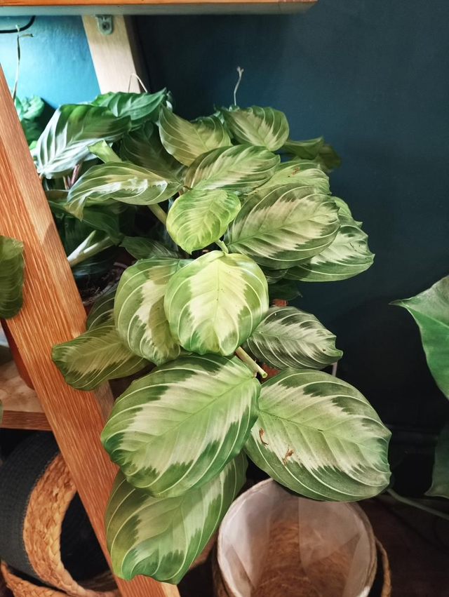 Maranta silver band in 12cm pot 